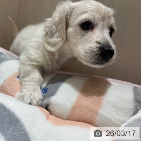 神奈川県のミニチュアダックスフンド(ロング) (ペットプラス モザイクモール港北店/2026年1月11日生まれ/男の子/イエロー)の子犬の4枚目の画像