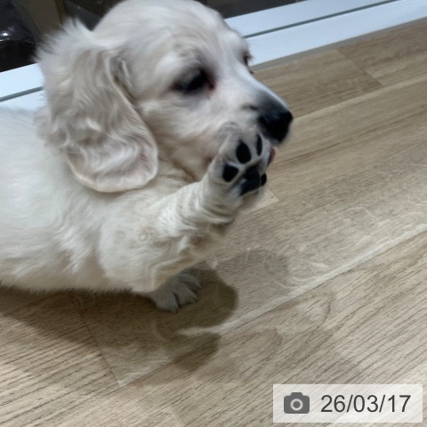 神奈川県のミニチュアダックスフンド(ロング) (ペットプラス モザイクモール港北店/2026年1月11日生まれ/男の子/イエロー)の子犬の3枚目の画像