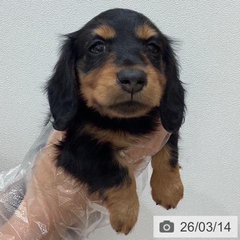 ミニチュア・ダックスフンドの写真