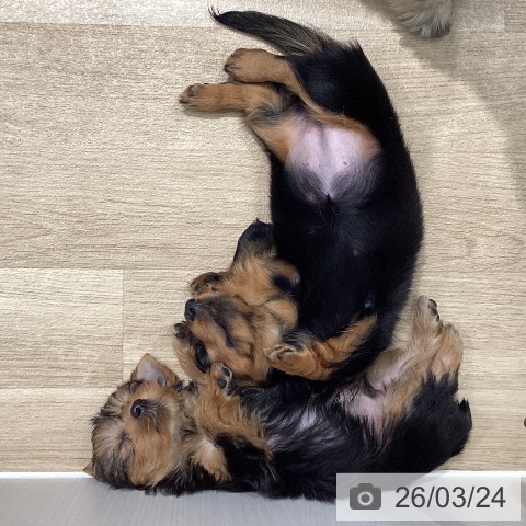 埼玉県のミニチュアダックスフンド(ロング) (ペットプラス ピオニウォーク東松山店/2026年1月11日生まれ/女の子/ブラックタン)の子犬の4枚目の画像