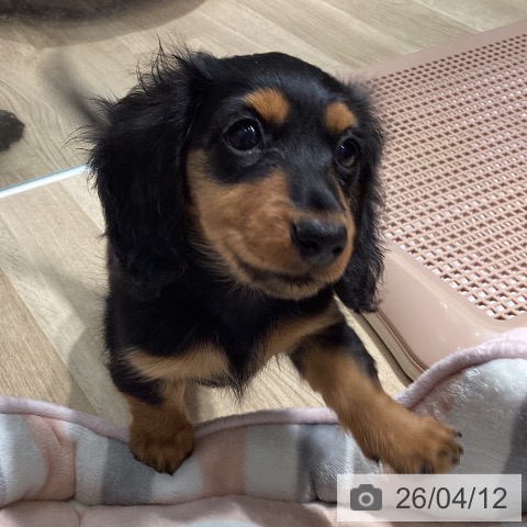 埼玉県のミニチュアダックスフンド(ロング) (ペットプラス ピオニウォーク東松山店/2026年1月11日生まれ/女の子/ブラックタン)の子犬の4枚目の画像