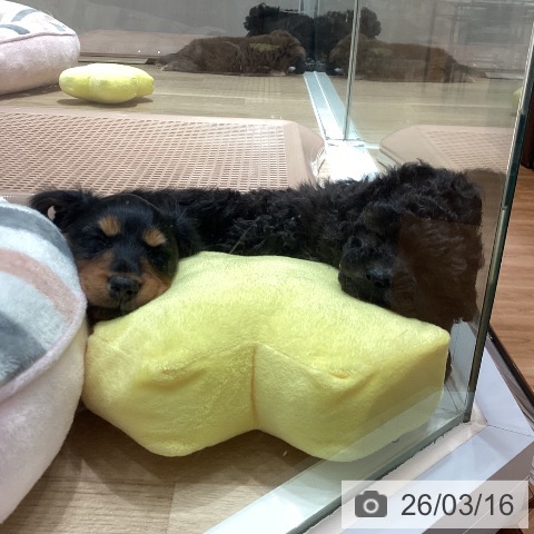 埼玉県のミニチュアダックスフンド(ロング) (ペットプラス ピオニウォーク東松山店/2026年1月11日生まれ/女の子/ブラックタン)の子犬の3枚目の画像