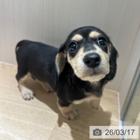 神奈川県のミニチュアダックスフンド(ロング) (ペットプラス モザイクモール港北店/2026年1月9日生まれ/女の子/ブラックイエロー)の子犬の3枚目の画像