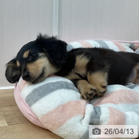 埼玉県のミニチュアダックスフンド(ロング) (ペットプラス ららぽーと新三郷店/2026年1月10日生まれ/女の子/ブラックタン)の子犬の4枚目の画像