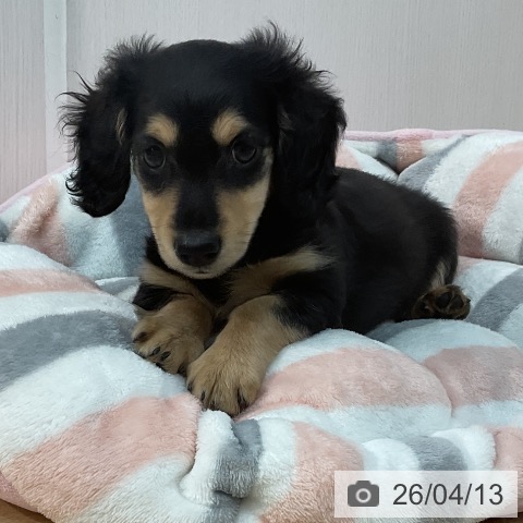 埼玉県のミニチュアダックスフンド(ロング) (ペットプラス ららぽーと新三郷店/2026年1月10日生まれ/女の子/ブラックタン)の子犬の3枚目の画像