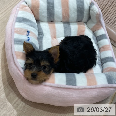 千葉県のヨークシャーテリア (ペットプラス ユーカリが丘店/2026年1月10日生まれ/男の子/スチールブルータン)の子犬の4枚目の画像