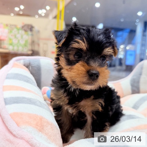 千葉県のヨークシャーテリア (ペットプラス ユーカリが丘店/2026年1月10日生まれ/男の子/スチールブルータン)の子犬の3枚目の画像