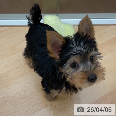 埼玉県のヨークシャーテリア (ペットプラス 浦和美園店/2026年1月10日生まれ/男の子/スチールブルータン)の子犬の4枚目の画像