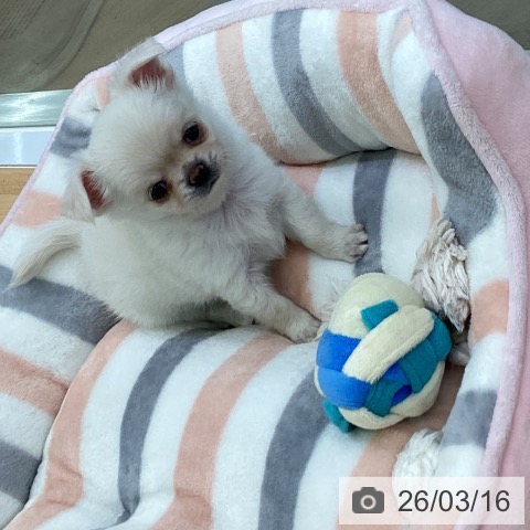 埼玉県のチワワ(ロング) (ペットプラス 羽生店/2026年1月9日生まれ/男の子/クリーム)の子犬の4枚目の画像