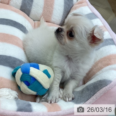 埼玉県のチワワ(ロング) (ペットプラス 羽生店/2026年1月9日生まれ/男の子/クリーム)の子犬の3枚目の画像