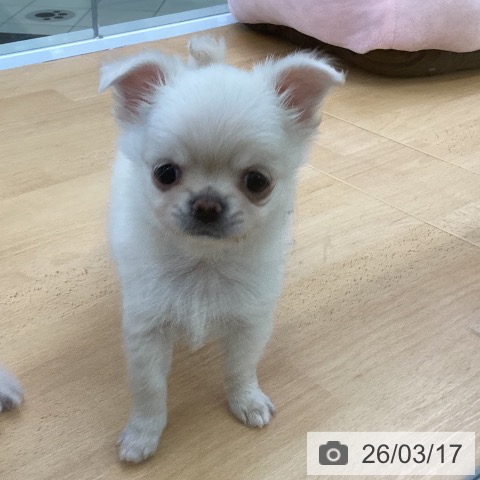 埼玉県のチワワ(ロング) (ペットプラス 羽生店/2026年1月9日生まれ/男の子/クリーム)の子犬の3枚目の画像