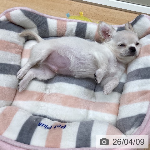 埼玉県のチワワ(ロング) (ペットプラス 浦和美園店/2026年1月11日生まれ/男の子/クリーム)の子犬の3枚目の画像