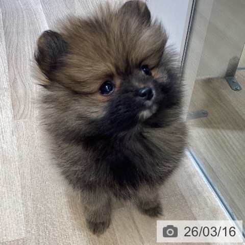 東京都のポメラニアン (ペットプラス むさし村山店/2026年1月13日生まれ/男の子/オレンジ)の子犬の4枚目の画像