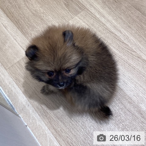 東京都のポメラニアン (ペットプラス むさし村山店/2026年1月13日生まれ/男の子/オレンジ)の子犬の3枚目の画像