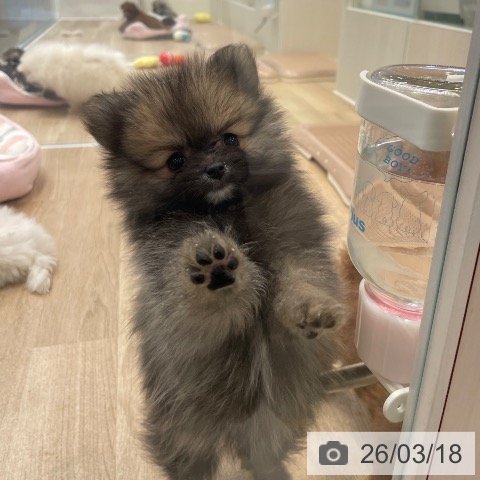 ポメラニアンの写真