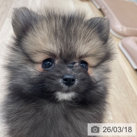 ポメラニアンの写真