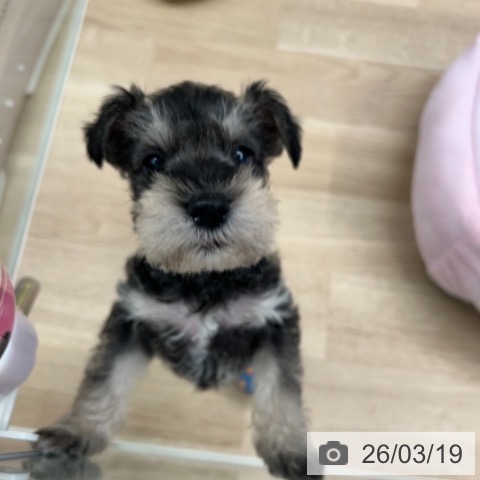 ミニチュア・シュナウザーの写真