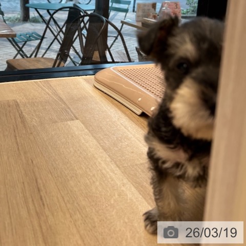 ミニチュア・シュナウザーの写真