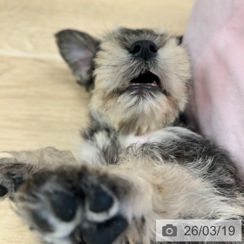 ミニチュア・シュナウザーの写真