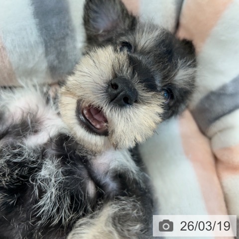 ミニチュア・シュナウザーの写真