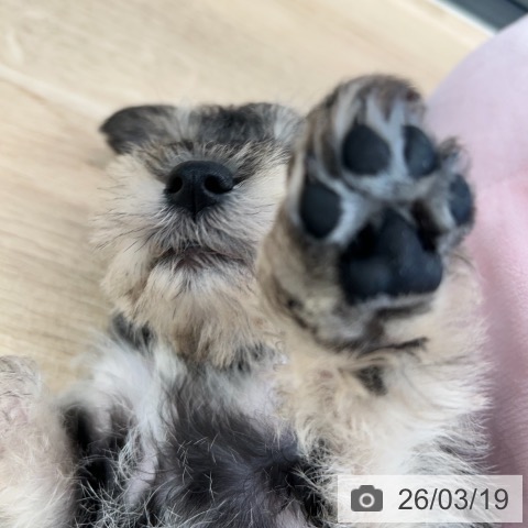 ミニチュア・シュナウザーの写真