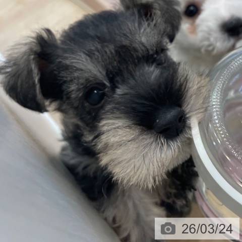 神奈川県のミニチュアシュナウザー (ペットプラス テラスモール湘南店/2026年1月13日生まれ/男の子/ソルトペッパー)の子犬の4枚目の画像