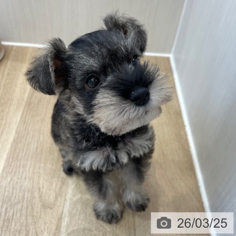 神奈川県のミニチュアシュナウザー (ペットプラス テラスモール湘南店/2026年1月13日生まれ/男の子/ソルトペッパー)の子犬の3枚目の画像