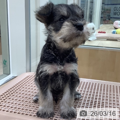 東京都のミニチュアシュナウザー (ペットプラス 日の出店/2026年1月13日生まれ/男の子/ソルトペッパー)の子犬の3枚目の画像