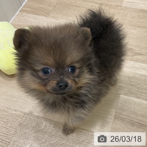 ポメラニアンの写真