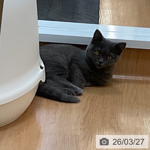 埼玉県のブリティッシュショートヘアー (ペッツワン 浦和美園店/2025年12月3日生まれ/男の子/ブルー)の子猫の4枚目の画像