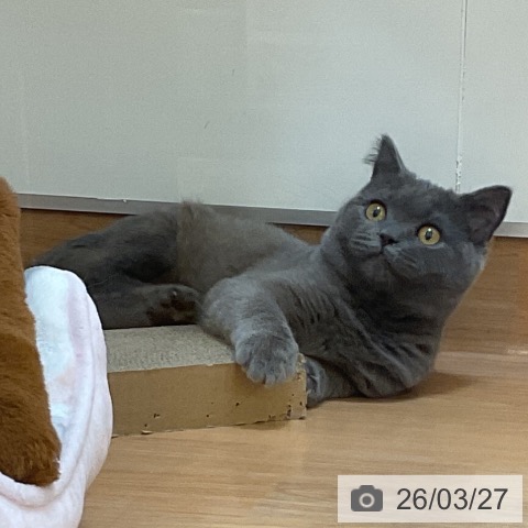 埼玉県のブリティッシュショートヘアー (ペッツワン 浦和美園店/2025年12月3日生まれ/男の子/ブルー)の子猫の3枚目の画像