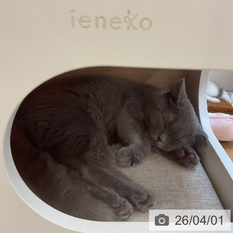 埼玉県のブリティッシュショートヘアー (ペッツワン 浦和美園店/2025年12月3日生まれ/男の子/ブルー)の子猫の3枚目の画像