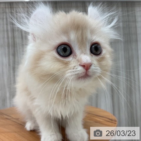 群馬県のアメリカンカール (ペットプラス イオンモール太田店/2026年1月13日生まれ/男の子/クリーム)の子猫の4枚目の画像