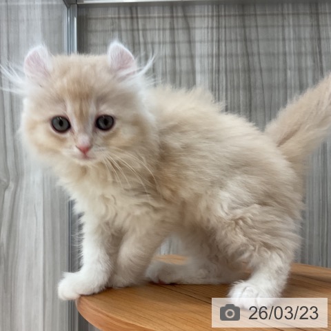 群馬県のアメリカンカール (ペットプラス イオンモール太田店/2026年1月13日生まれ/男の子/クリーム)の子猫の3枚目の画像