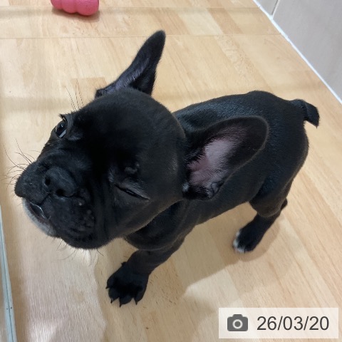 千葉県のフレンチブルドッグ (ペットプラス 成田店/2026年1月13日生まれ/男の子/ブリンドルホワイト)の子犬の3枚目の画像