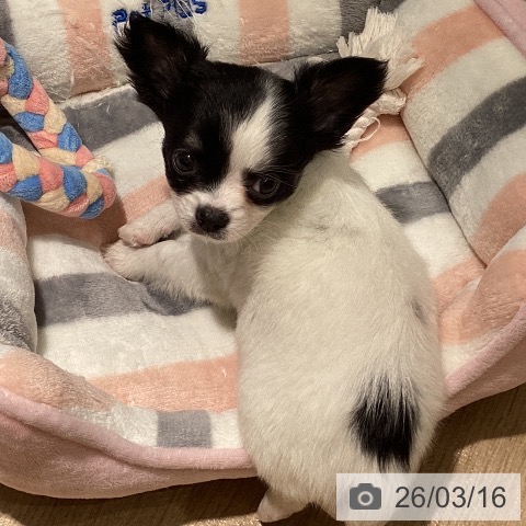 埼玉県のチワワ(ロング) (ペットプラス イオンモール春日部店/2025年12月29日生まれ/女の子/ホワイトブラックタン)の子犬の3枚目の画像