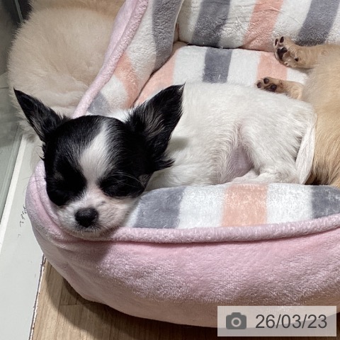 埼玉県のチワワ(ロング) (ペットプラス イオンモール春日部店/2025年12月29日生まれ/女の子/ホワイトブラックタン)の子犬の3枚目の画像