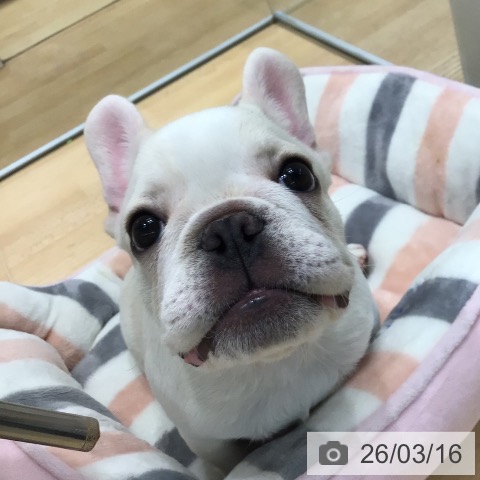 フレンチ・ブルドッグの写真