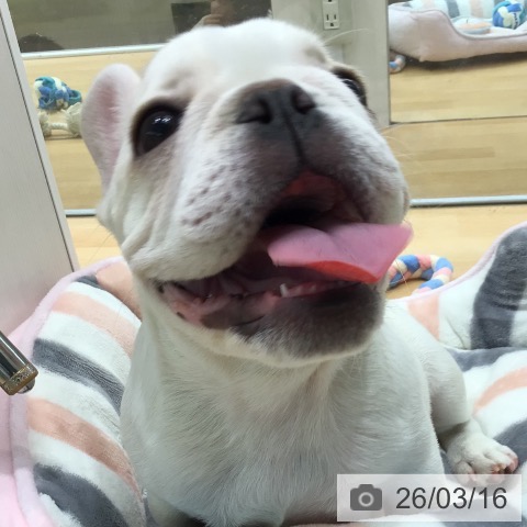 フレンチ・ブルドッグの写真