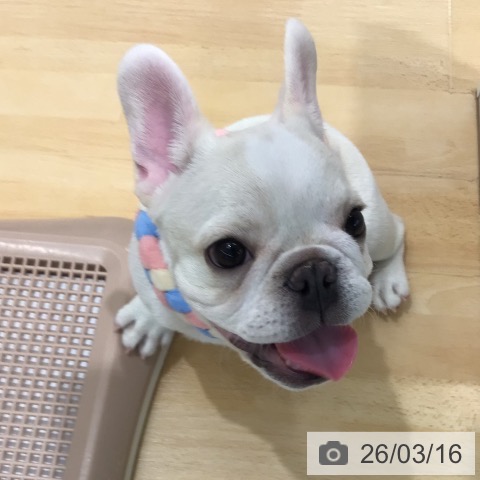 フレンチ・ブルドッグの写真