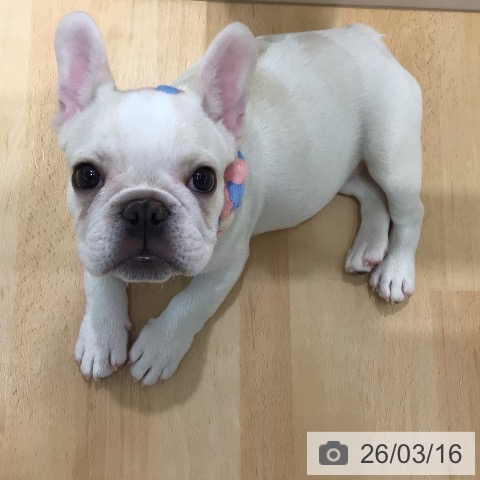 フレンチ・ブルドッグの写真