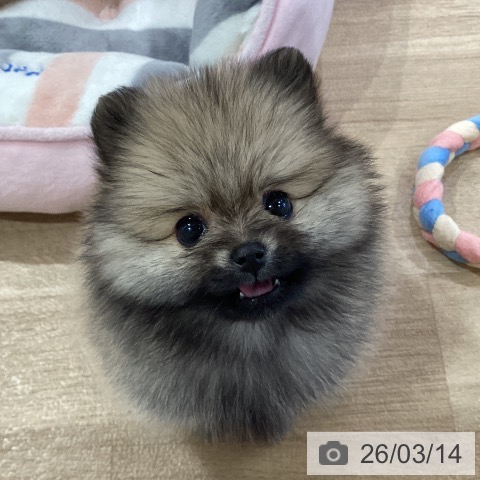 ポメラニアンの写真