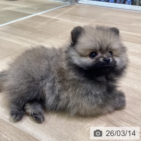 ポメラニアンの写真