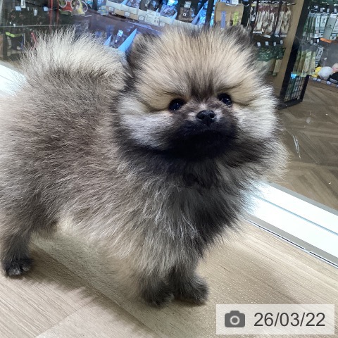 神奈川県のポメラニアン (ペットプラス ゆめが丘ソラトス店/2026年1月12日生まれ/女の子/クリームセーブル)の子犬の4枚目の画像