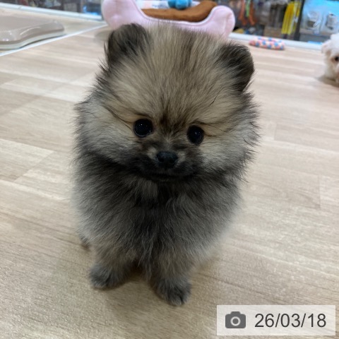 神奈川県のポメラニアン (ペットプラス ゆめが丘ソラトス店/2026年1月12日生まれ/女の子/クリームセーブル)の子犬の3枚目の画像