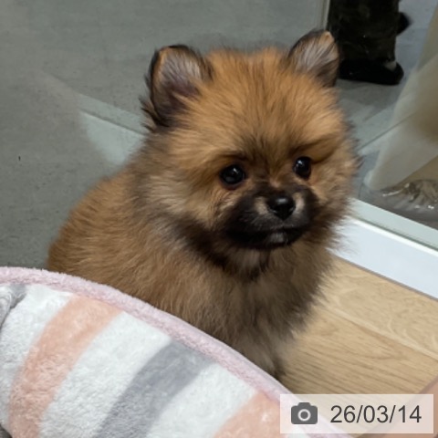 東京都のポメラニアン (ペットプラス 立川高島屋S.C.店/2026年1月12日生まれ/男の子/オレンジ)の子犬の3枚目の画像