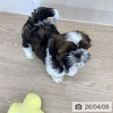 埼玉県のシーズー (ペットプラス 八潮店/2026年1月11日生まれ/男の子/ゴールドホワイト)の子犬の3枚目の画像