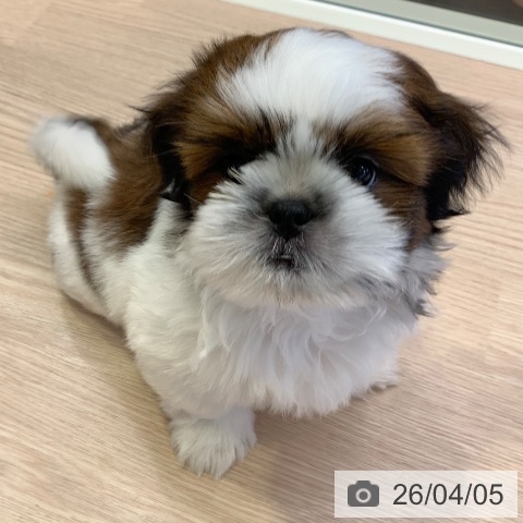 千葉県のシーズー (ペットプラス 幕張新都心店/2026年1月11日生まれ/男の子/ゴールドホワイト)の子犬の3枚目の画像