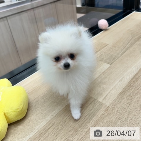 神奈川県のポメラニアン (ペットプラス 武蔵小杉店/2026年1月13日生まれ/女の子/ホワイトクリーム)の子犬の4枚目の画像