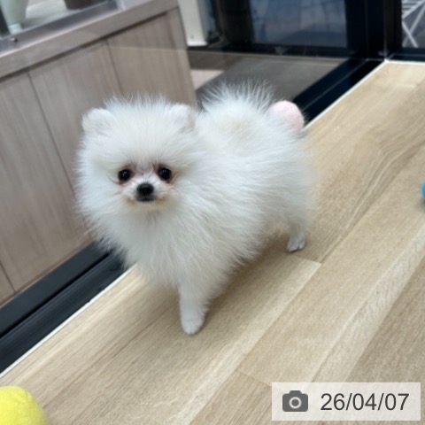 神奈川県のポメラニアン (ペットプラス 武蔵小杉店/2026年1月13日生まれ/女の子/ホワイトクリーム)の子犬の3枚目の画像